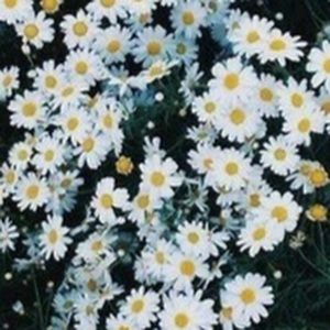 Meet your Posher, Soliana